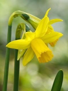 a yellow flower with green stems in the foreground