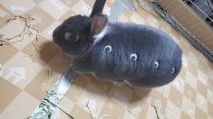 a small gray animal sitting on top of a floor