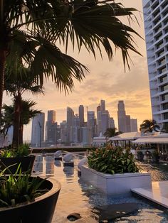 an outdoor swimming pool with palm trees in the foreground and skyscrapers in the background