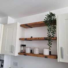 some shelves with plants on them in a kitchen