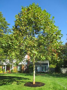 a small tree in the middle of a yard with grass around it and a house in the background