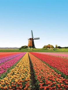 an image of a windmill in the middle of a field with tulips and other flowers