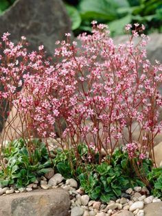 some pink flowers are growing out of the rocks