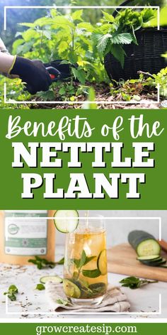 the benefits of the nettle plant for growing cucumbers and other edible plants