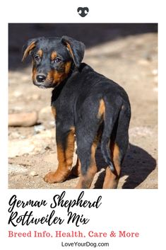 a black and brown dog standing on top of a dirt field