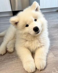 a small white dog sitting on top of a hard wood floor next to a dishwasher