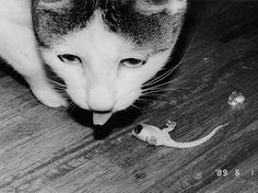 black and white photograph of a cat playing with a dead mouse on the floor in front of it