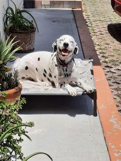 a dalmatian dog sitting on top of a concrete bench next to potted plants