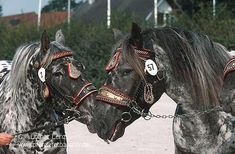 two horses standing next to each other with numbers on their heads and bridles