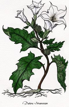 Datura Baneful Herbs, Evil Pictures, Engraving Tattoo, Traditional Witchcraft, Arte Grunge, Herbal Apothecary, Tattoo Illustration