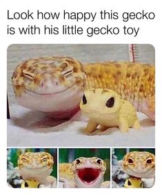 an image of a gecko and its baby in the same photo with caption that reads, i am here to uplift