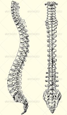 the back and side view of a human skeleton - miscellaneous objects / art print templates