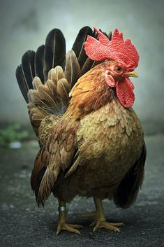 a close up of a rooster on the ground