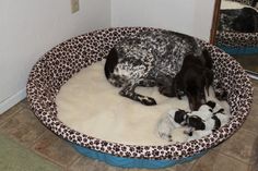 a dog laying on top of a bed with two puppies in front of it