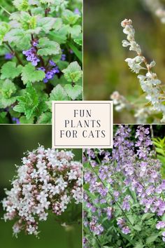 four different plants with the words fun plants for cats