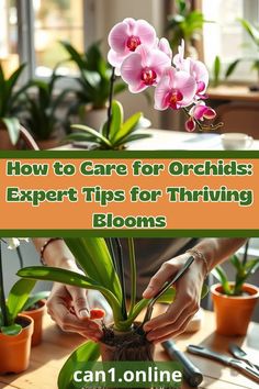 a person holding a potted plant with the words how to care for orchids expert tips