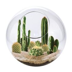 a glass ball with some cactus in it