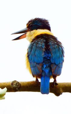 a colorful bird sitting on top of a tree branch