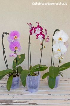 three purple vases with white and pink orchids in them on a wooden table