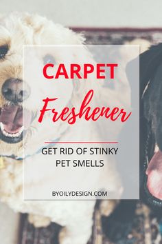 two dogs sitting next to each other with the caption carpet freshener get rid of stinky pet smells