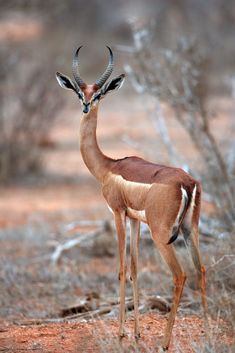 an antelope is standing in the brush