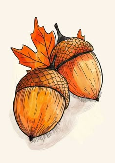 two acorns with leaves on them are drawn in colored pencil and watercolor