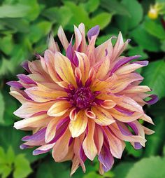 a pink and yellow flower with green leaves in the background