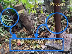 there are three different types of trees in the woods and one is labeled with photos