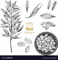 oatmeal and nuts on a white background with the words oat in gold lettering