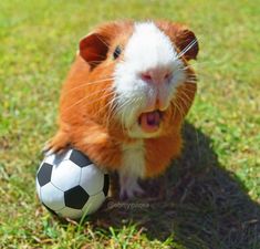 a hamster playing with a soccer ball on the grass in front of its face