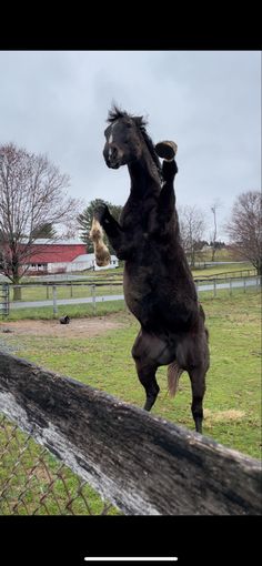 a horse that is standing on its hind legs