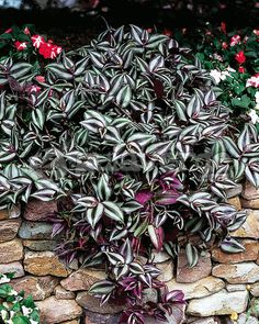 some purple and white plants are growing out of a rock wall in front of flowers