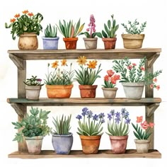 a watercolor painting of potted plants on a wooden shelf with flowers in them