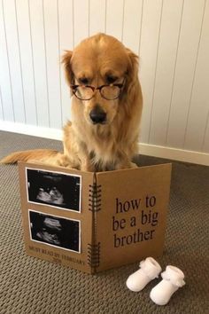 a dog sitting on the floor next to a box that says how to be a big brother