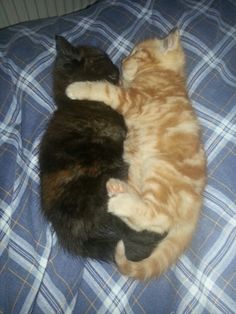 two cats laying on top of each other on a blue and white plaid bed sheet