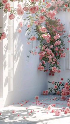 pink roses are blooming on the outside of a white building, with sunlight coming through the windows