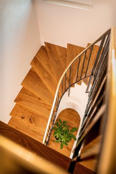 an overhead view of a spiral staircase with a potted plant on the handrail