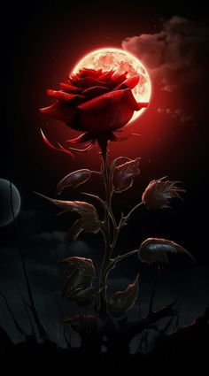 a red rose with the moon in the background