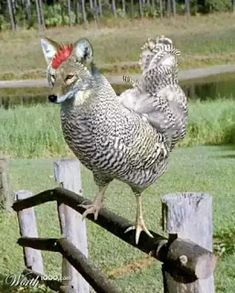 a large bird standing on top of a wooden fence next to a field and forest