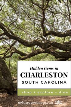 an old tree in charleston, south carolina with the words hidden gemss in charleston