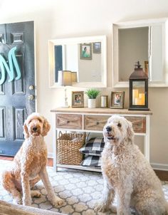 two poodles are sitting on the carpet in front of a dresser and mirror