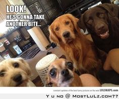 three dogs looking up at the camera with caption that says, look he's gonna take another bite