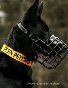 a black dog with a yellow collar and tag on it's face wearing a muzzle