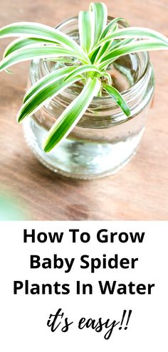 baby spider plant in glass of water. Growing Spider Plants In Water, Propagate Spider Plant In Water, Spider Plant Propagation Water, How To Hang Indoor Plants, Spider Plant Decor Ideas, Styling Indoor Plants, Plants That Grow In Water Indoor, Spider Plants In Water, Easy Diy Plant Stand