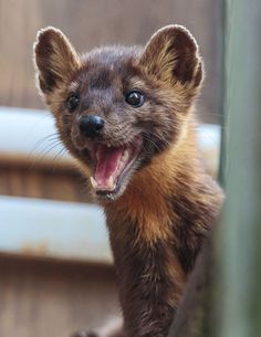 a small animal with its mouth open and it's teeth wide open while standing on the ground