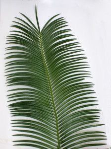 a large green palm leaf sitting on top of a white table next to a potted plant