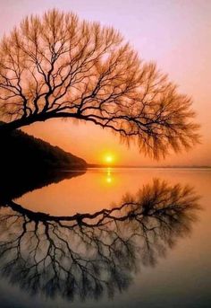 the sun is setting behind a tree with no leaves on it, and its reflection in the water