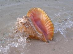 a large shell sitting on top of a sandy beach