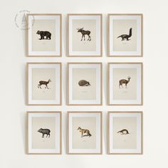 six framed animal prints hanging on the wall in front of a white wall with a wooden frame