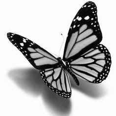 a black and white photo of a butterfly